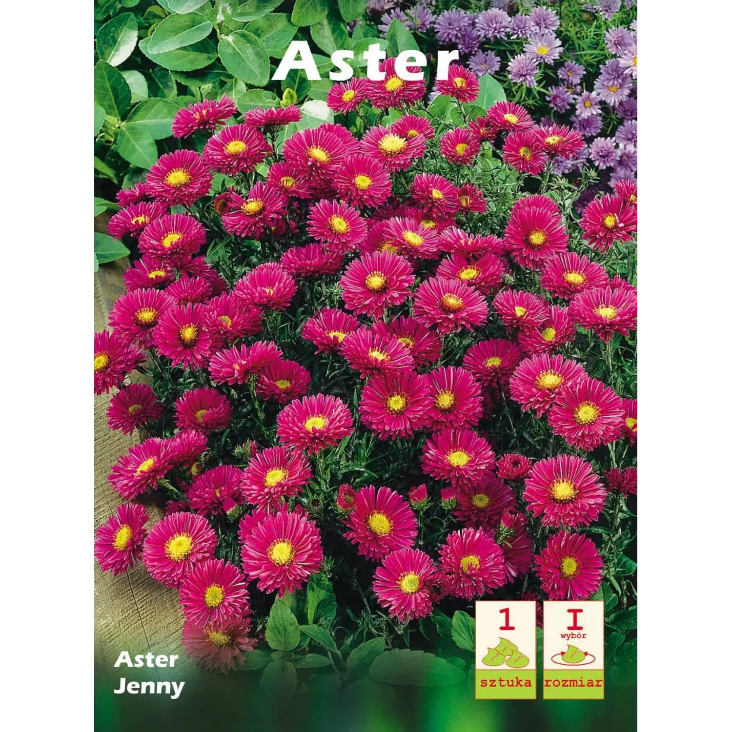 Aster Jenny 1szt