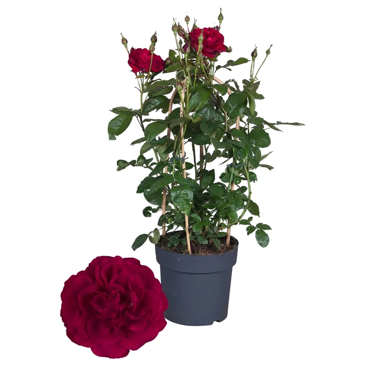 Róża Renaissance pnąca wys. 60cm don. 21cm