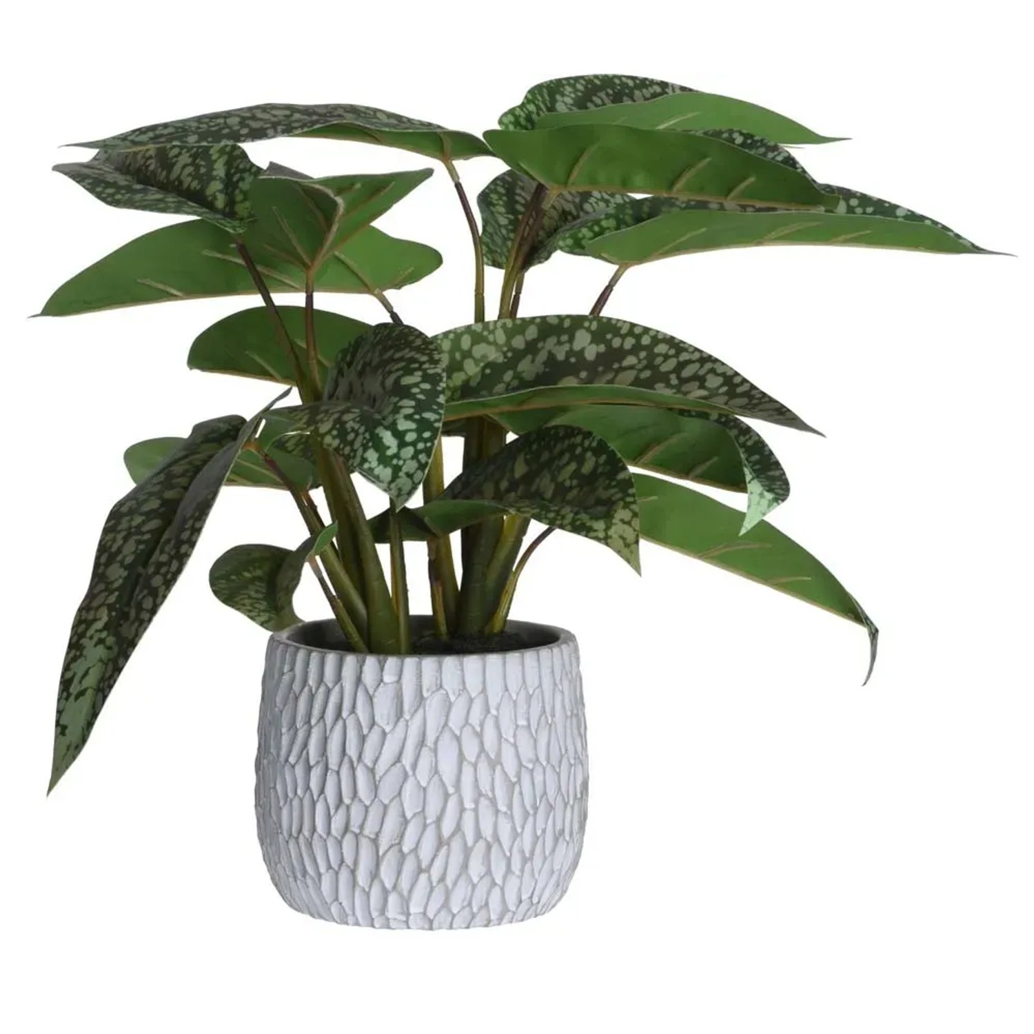 Syngonium nakrapiane w donicy ceramicznej
