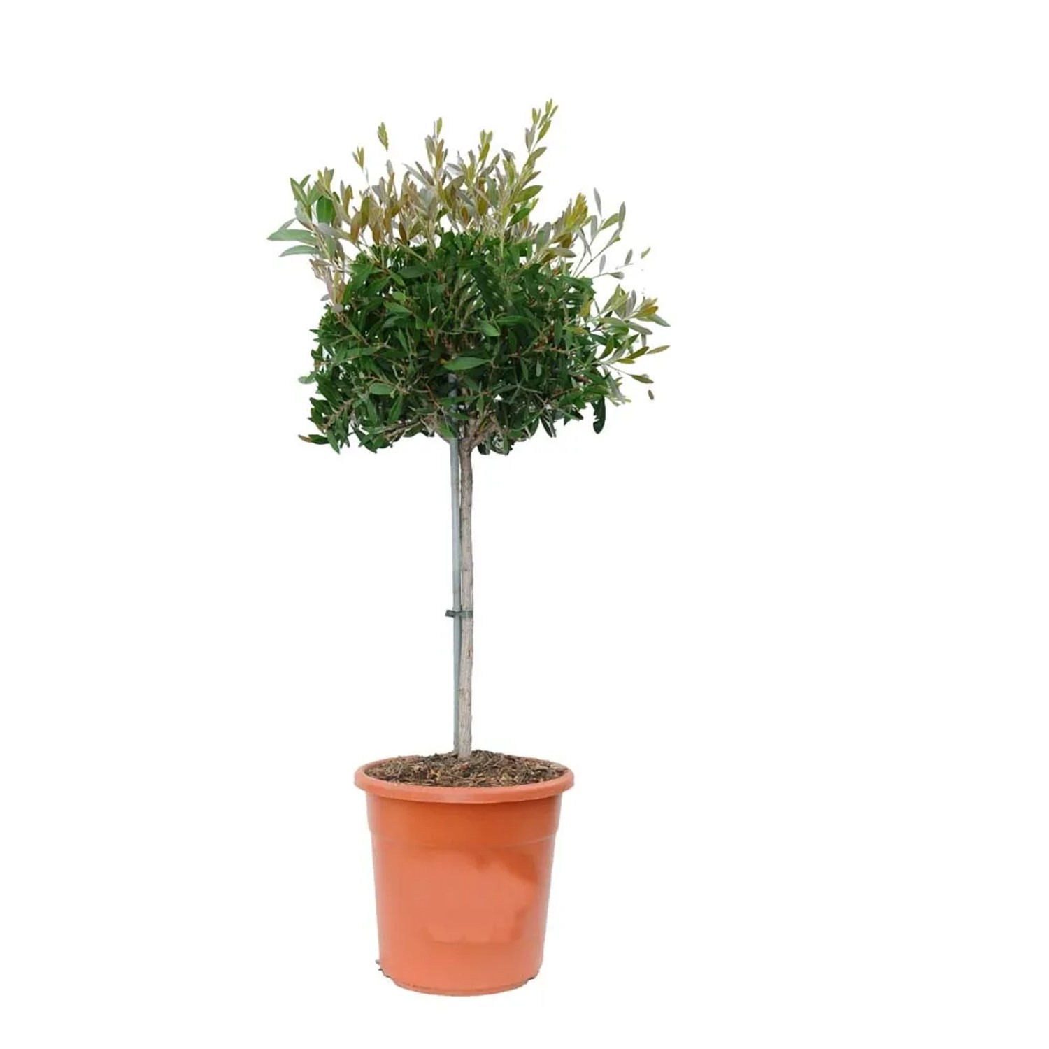 Kuflik (Callistemon Citrinus Splendens) - wys. około 120 cm, don. 28 cm