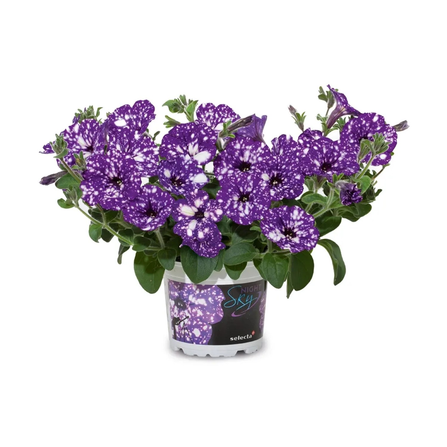 Petunia Night Sky wys. 18cm don. 10,5cm