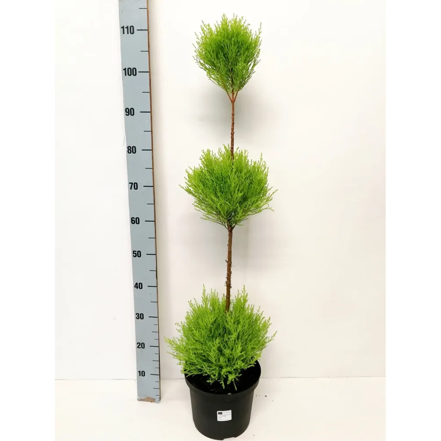 Cyprysik (Cupressus) Gold Crest Wilma 3 kule - wys. ok. 100-120 cm, don. 21cm