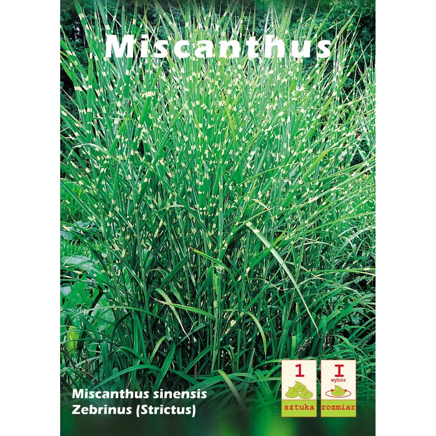 Miscanthus Zebrinus Strictus 1szt