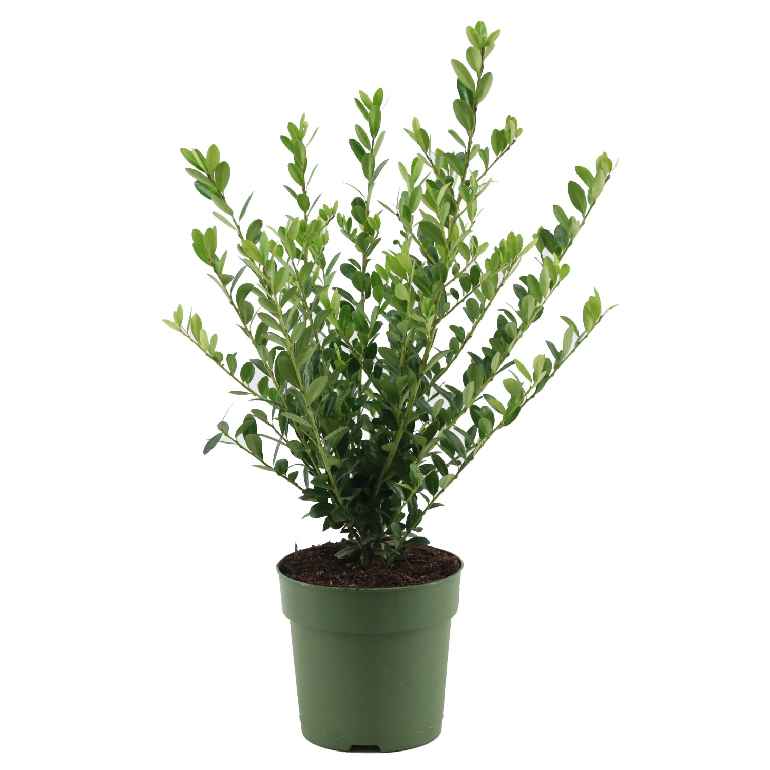 Ostrokrzew crenata 'Jenny' (Ilex crenata 'Jenny') - don. 10 cm