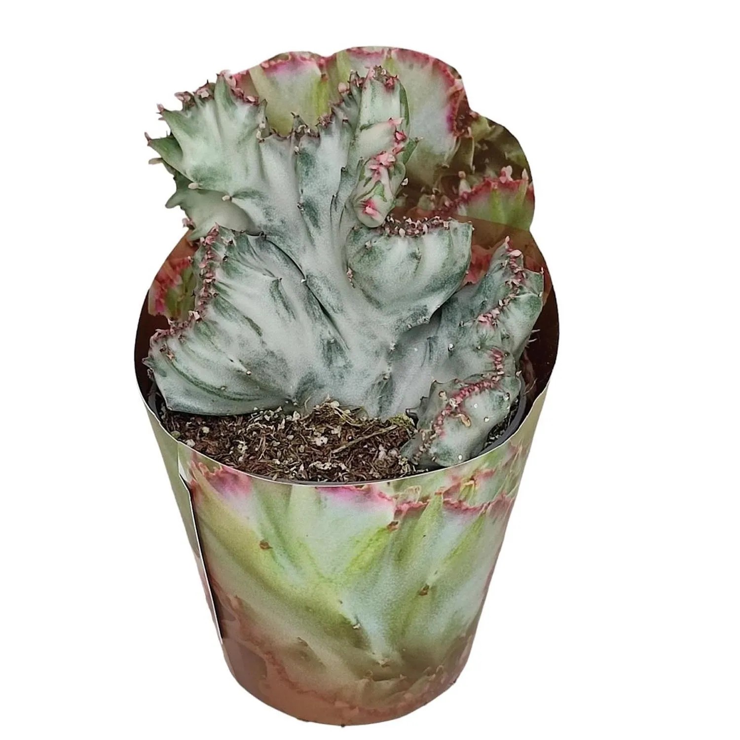 Wilczomlecz (Euphorbia) Latea White Ghost - don. 6,5 cm