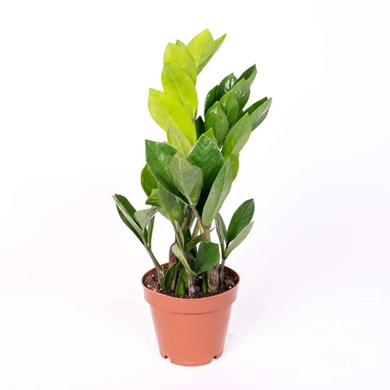 Roślina doniczkowa - don. 17-18 cm