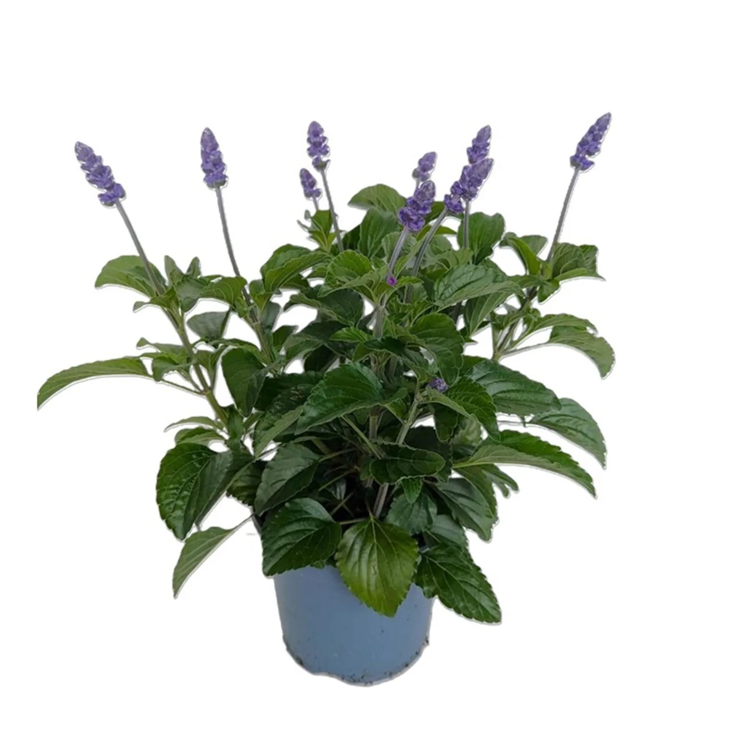 Szałwia mączysta Mystic Spires (Salvia farinacea) don. 17 cm