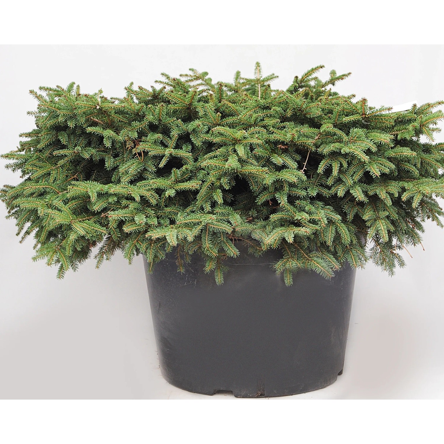 Świerk (Picea abies Nidiformis) - don. 35 l