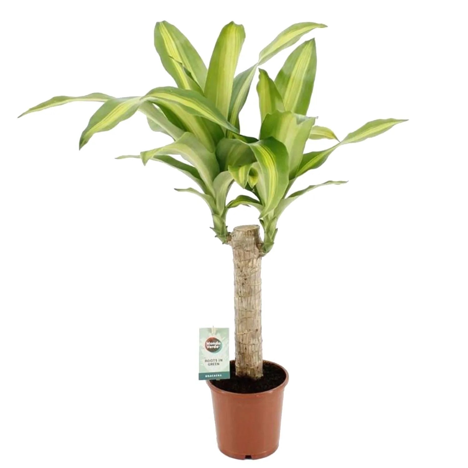 Figowiec Benjamina (Ficus benj) Exotica pleciony - wys. ok. 110, don. 27 cm