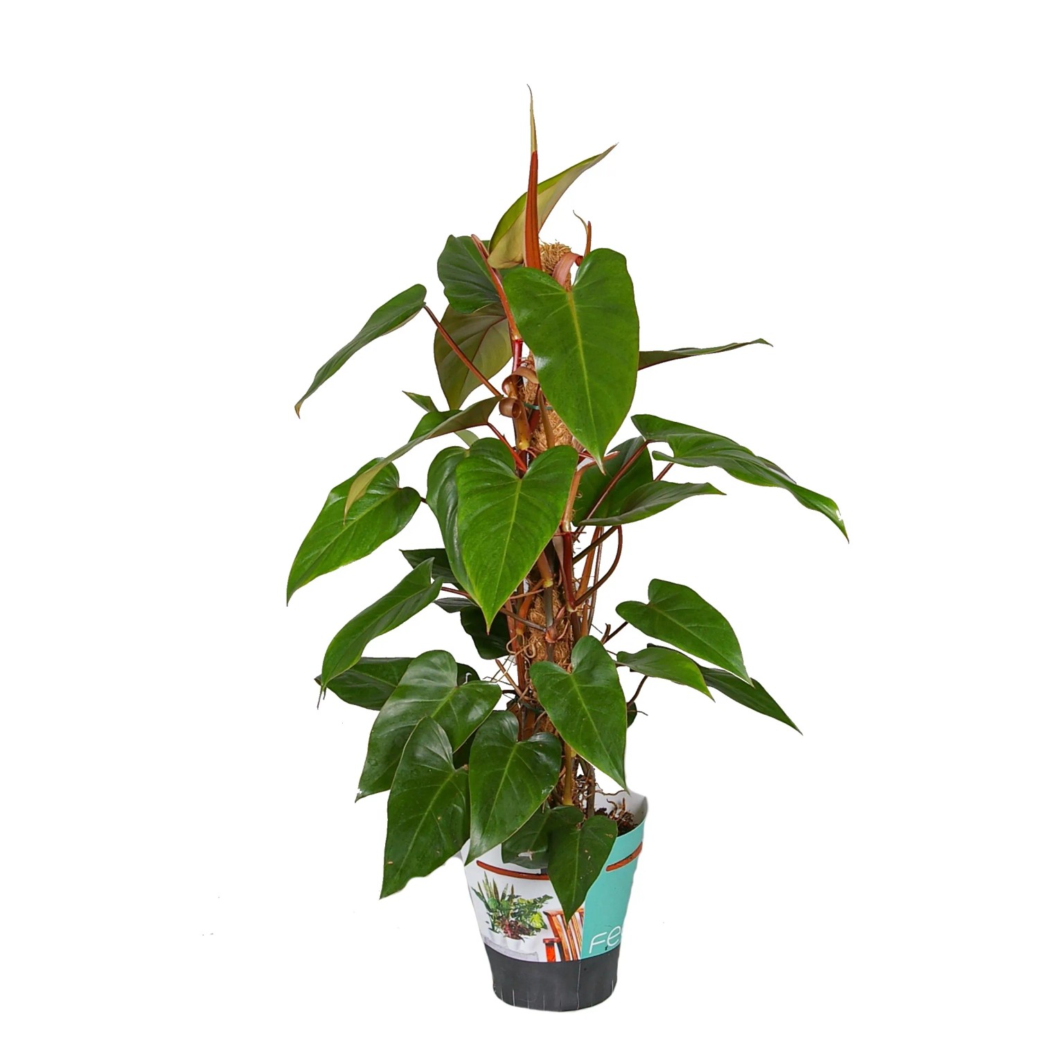 Filodendron (Philodendron) Red Emerald palik - don. 19 cm