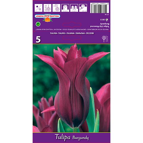 5 buc, Lalele Burgundy - Bulbi: Mod de ambalare: 5 buc
