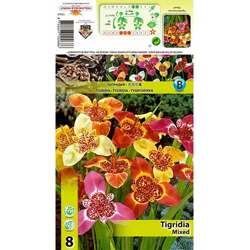 8 buc, Tigridia mix multicolor - Bulbi: Mod de ambalare: 8 buc