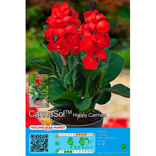 1 Stück, Zwerg-Canna Happy Carmen - Stauden: Ilość w opakowaniu: 1 Stück