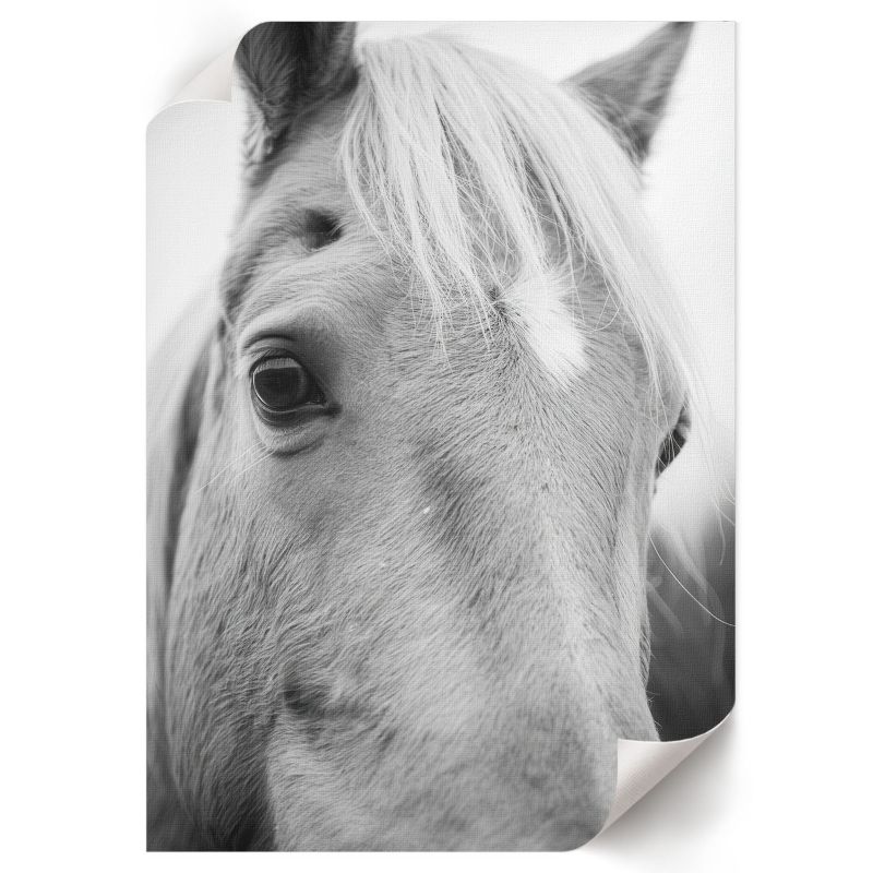 Plakat Premium ArtPrintCave 59,5x84 cm Koń portret Christian Rock 1 szt.