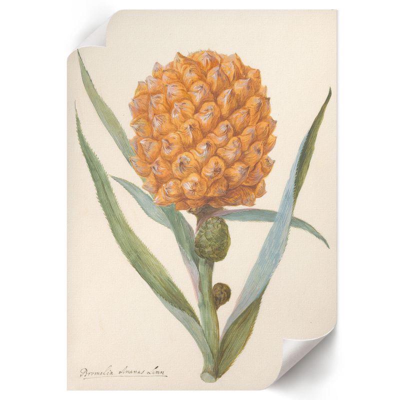 Plakat Na Ścianę ArtPrintCave 21x29,7 cm Bromelia ananas anonim 1 szt.