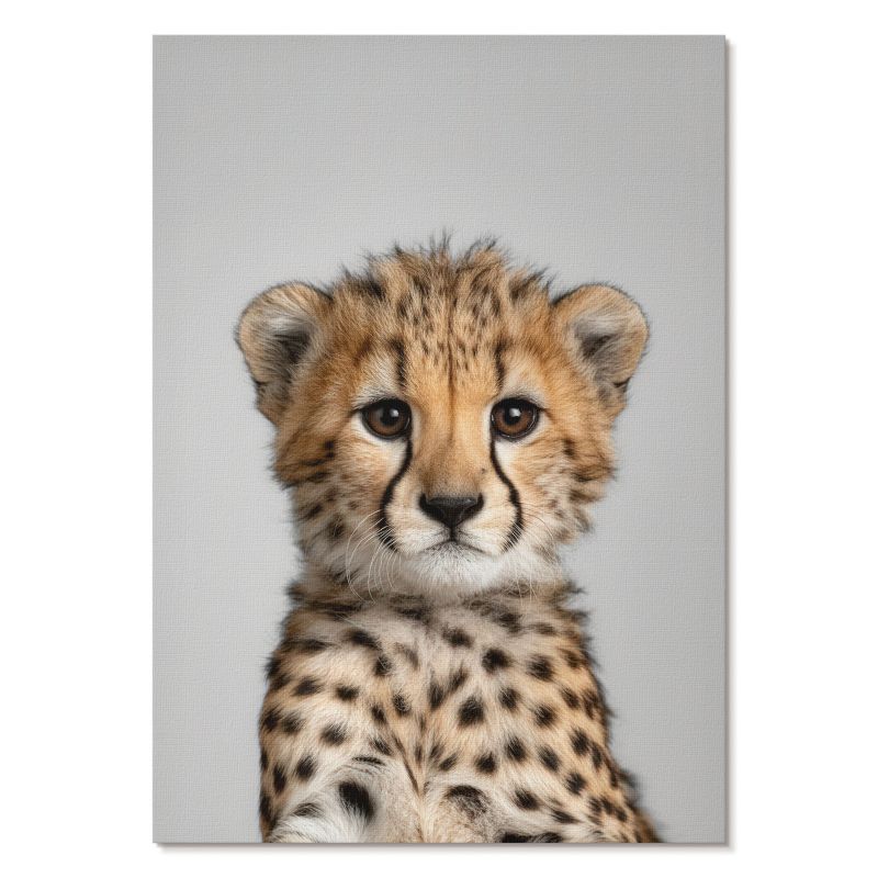 Obraz Plakat Canvas Tulup 59,4,x84 cm (A1) Młody gepard Do sypialni, salonu, biura 1 szt.
