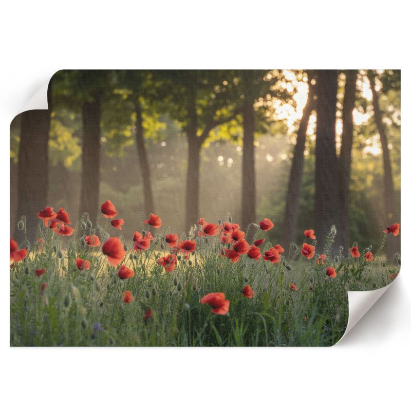 Plakat Na Ścianę ArtPrintCave 29,7x21 cm Maki i las Oops 1 szt.