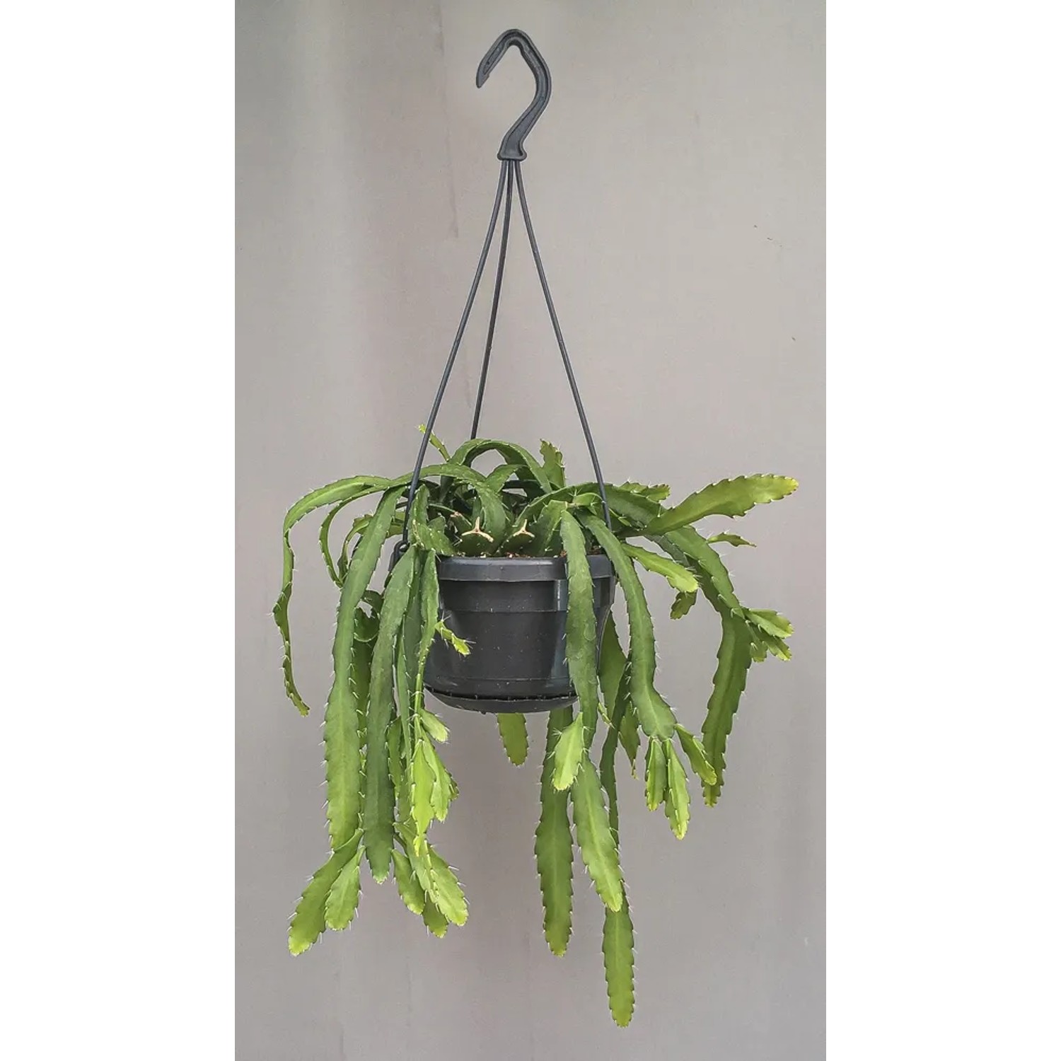 Rhipsalis Monocantha don. 14cm