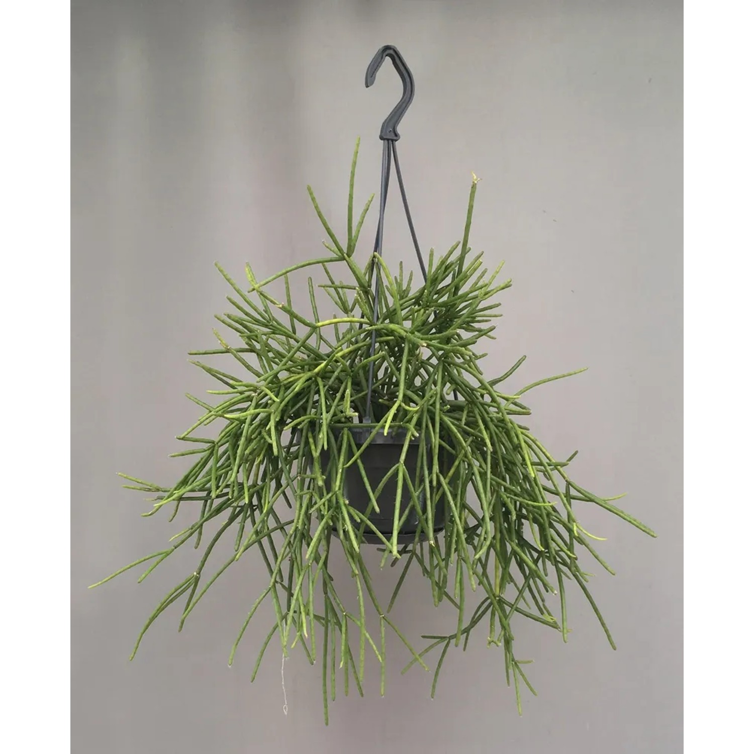 Rhipsalis Neves Amondi don. 14cm
