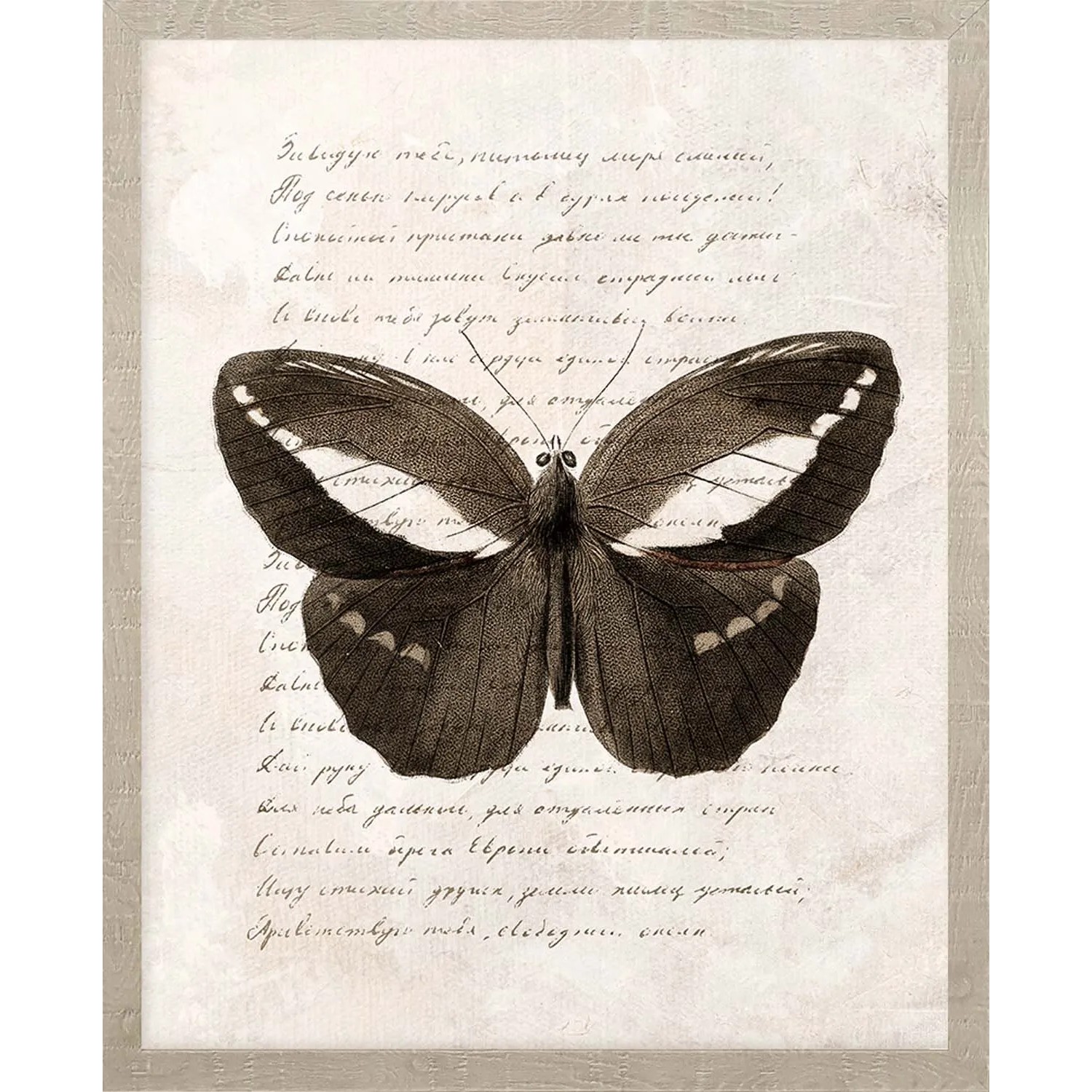 ARS LONGA Obraz BUTTERFLY no.1 43 x 53 cm