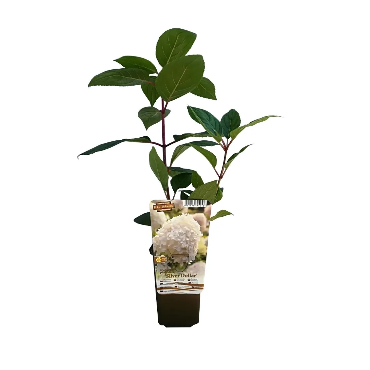 Hortensja bukietowa (Hydrangea paniculata)