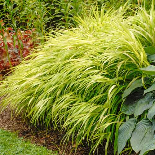 1 sadz, Hakonechloa smukła All Gold - Sadzonki: Ilość w opakowaniu: 1 sadz
