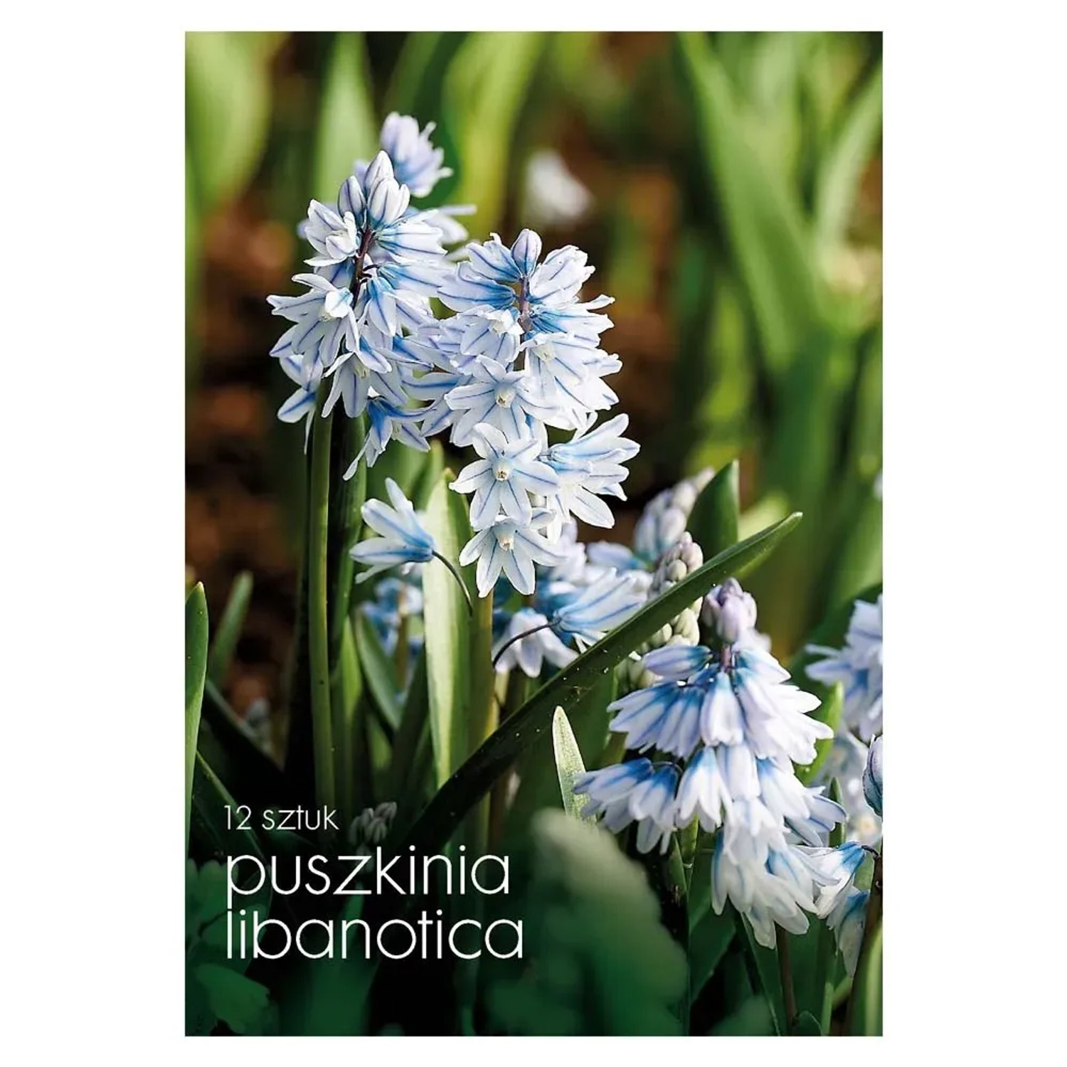 Puszkinia (Libanotica) - 12 szt.