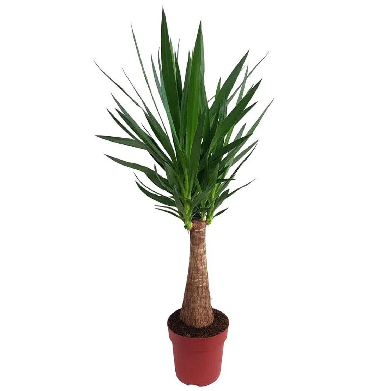 Juka (Yucca) Maya - wys. 110 cm, don. 24 cm
