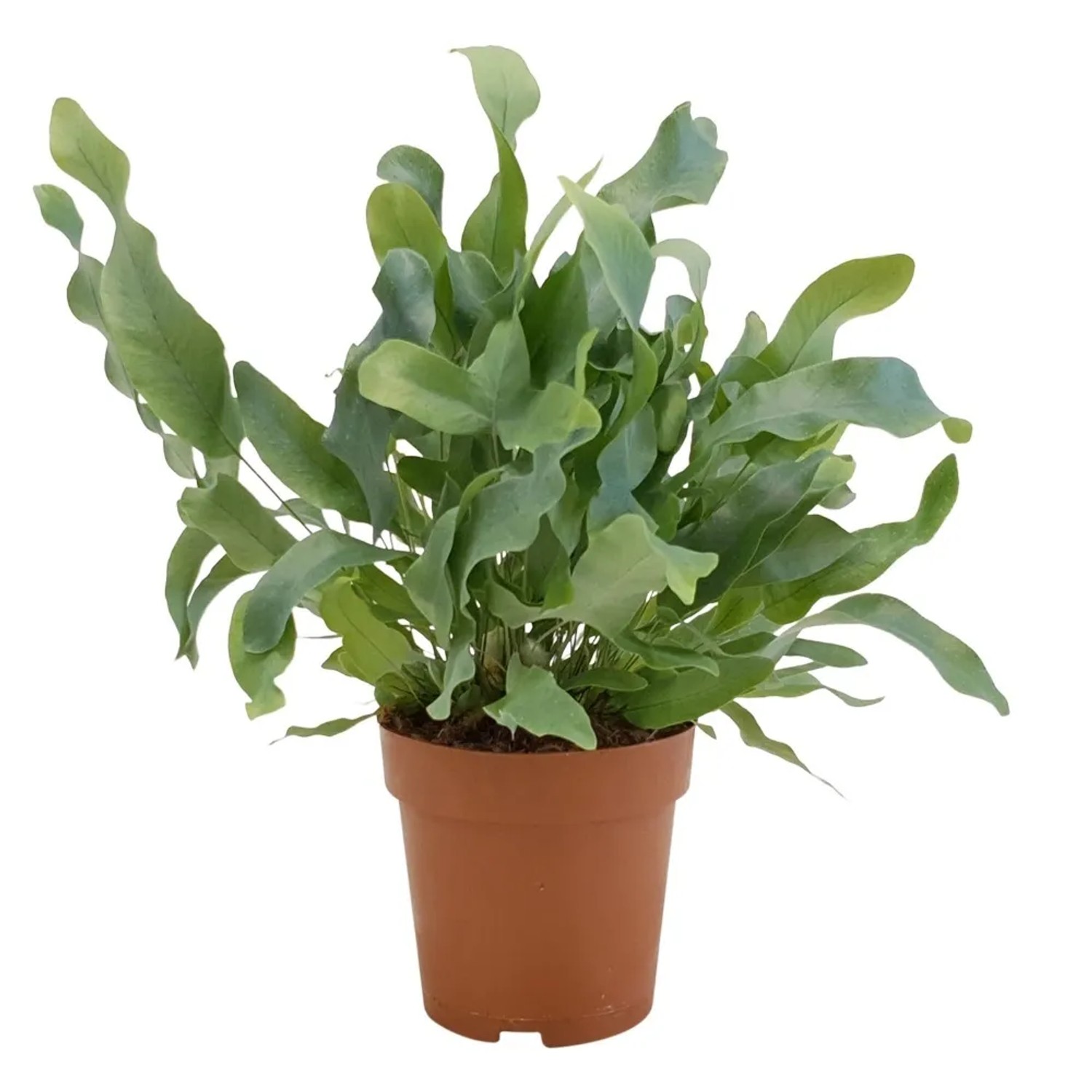 Flebodium (Phlebodium) Blue Star Airsopure don.12cm