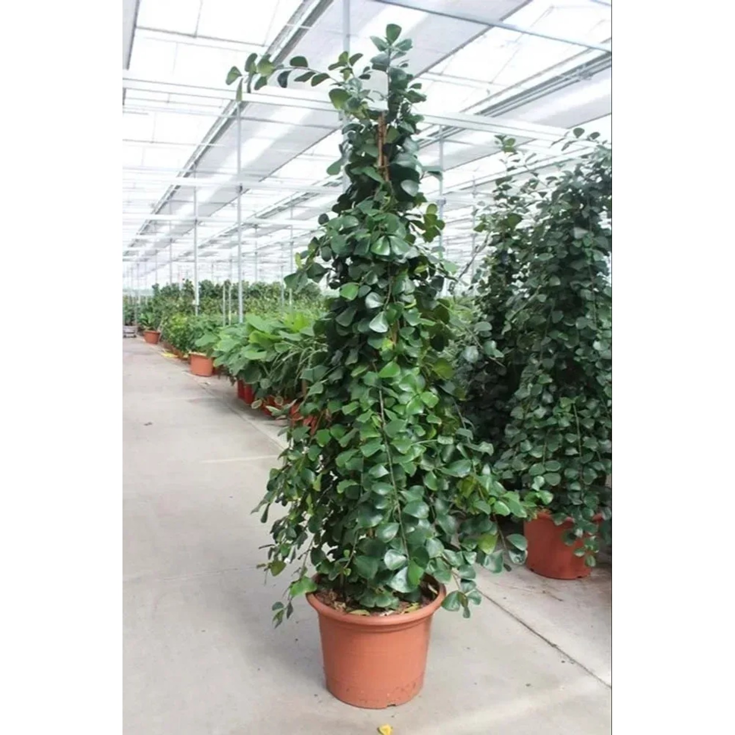 Fikus (Ficus nat.Trinowa) - wys. ok. 240 cm, don. 50 cm