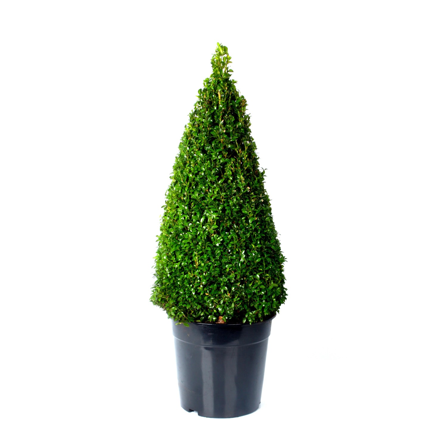 Bukszpan - Buxus sempervire ns stożek wys70-80cm don.26cm