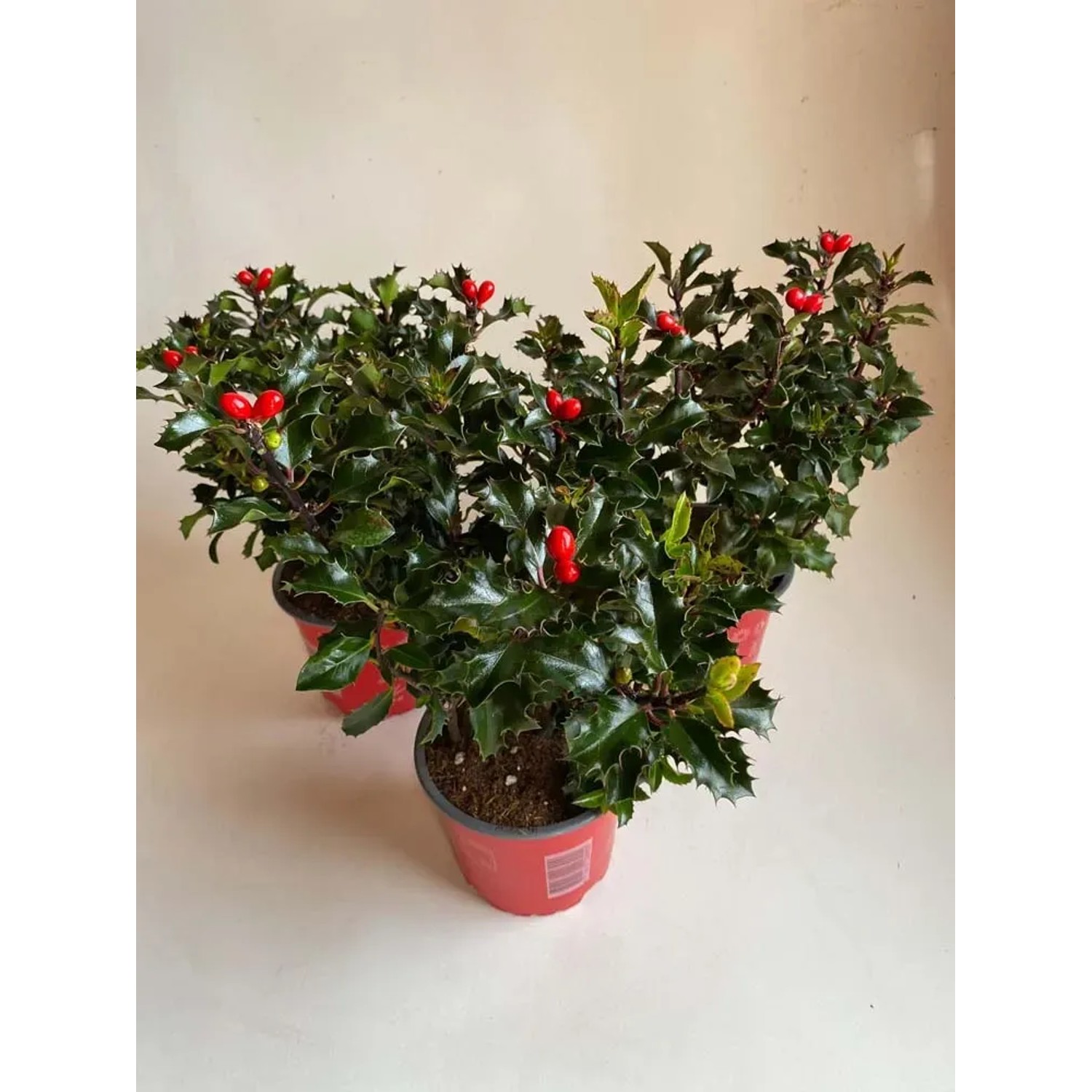 Ostrokrzew (Ilex Blue Maid) - don. 12 cm
