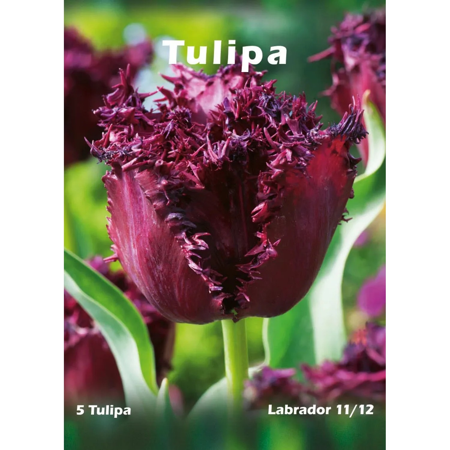 Tulipan odmiana Labrador (Tulipa sp.) - 5 szt.