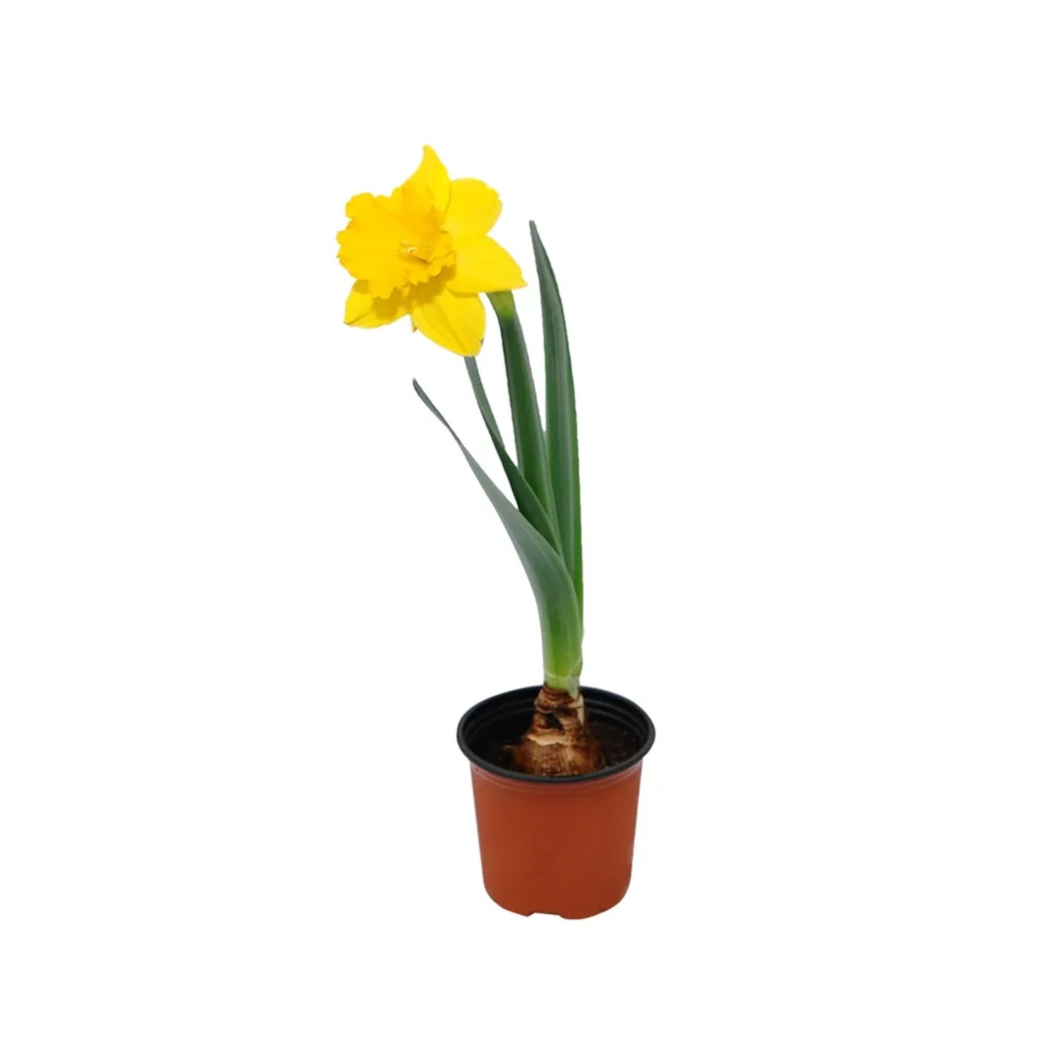 Narcyz wielkokwiatowy trąbkowy wys. 15cm don.9cm