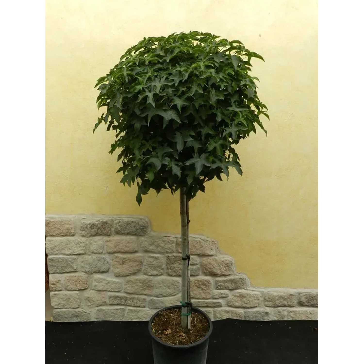 Ambrowiec Gumball - wys. 120-140 cm