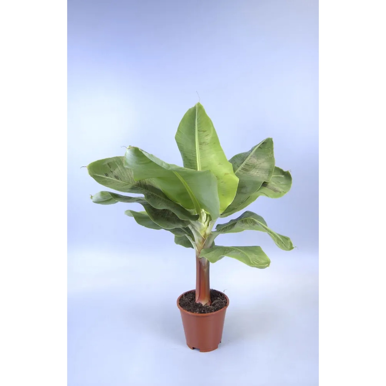 Musa wys. 70cm don. 17cm