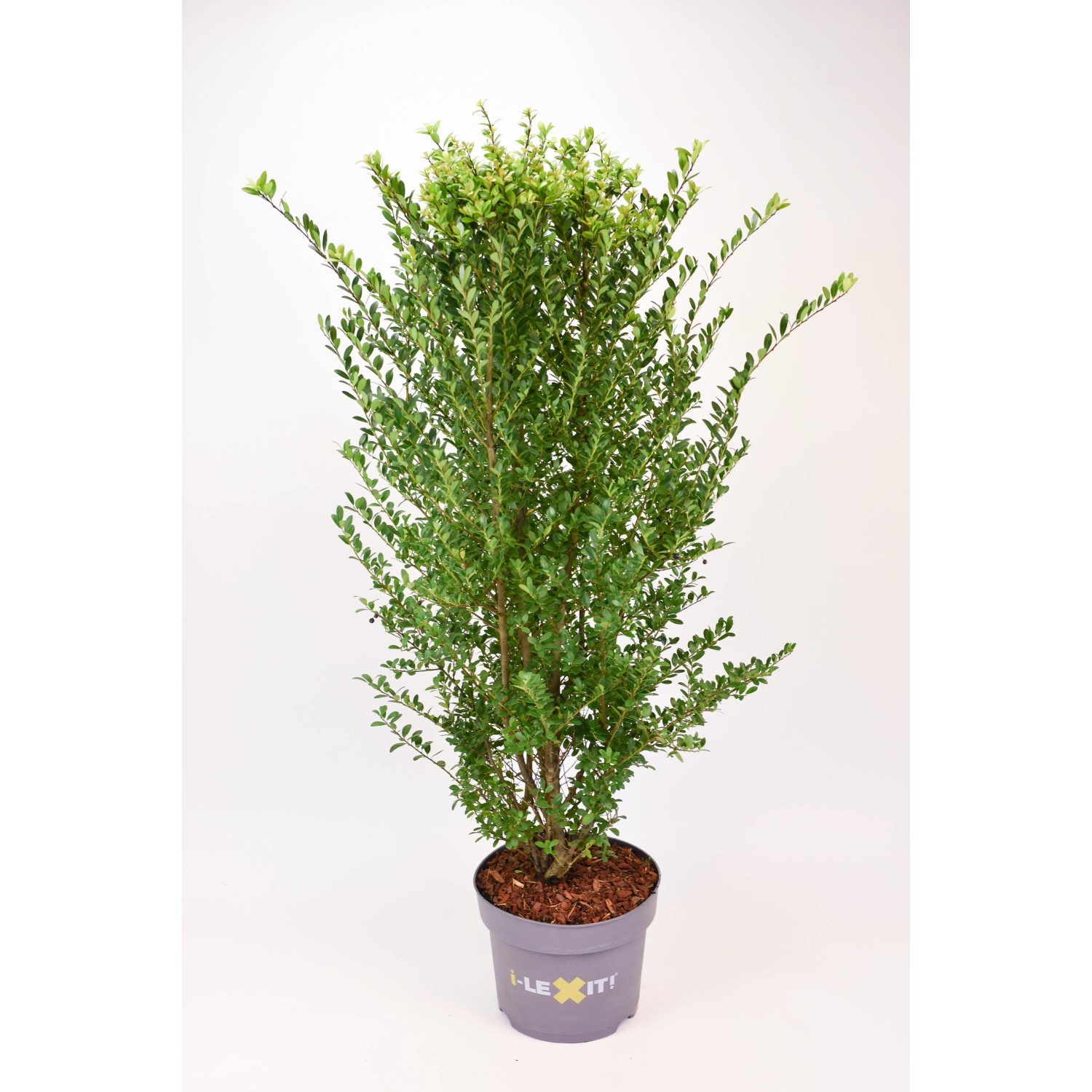 Ostrokrzew bukszpanowy zielony - wys. 80 cm