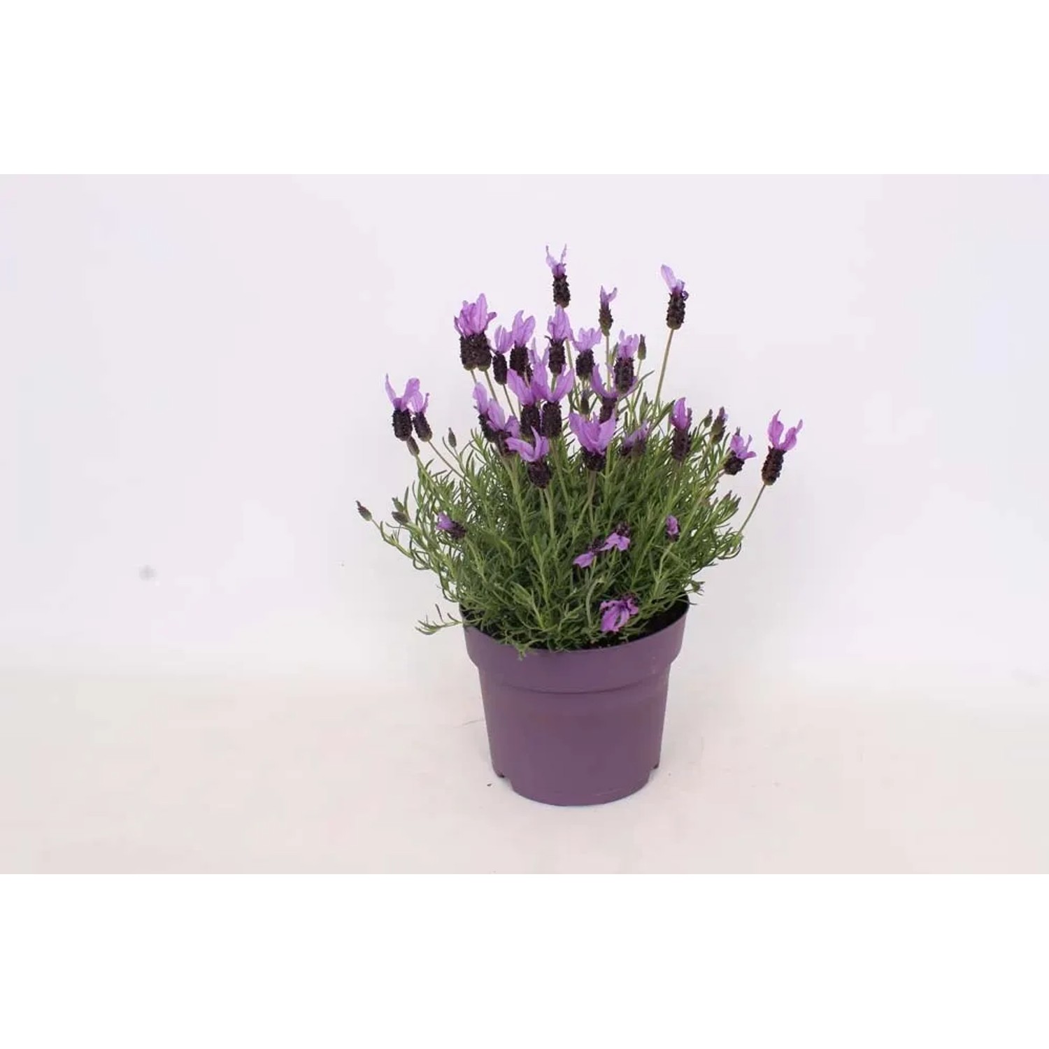 Lawenda (Lavandula) wielkokwiatowa - don. 21 cm