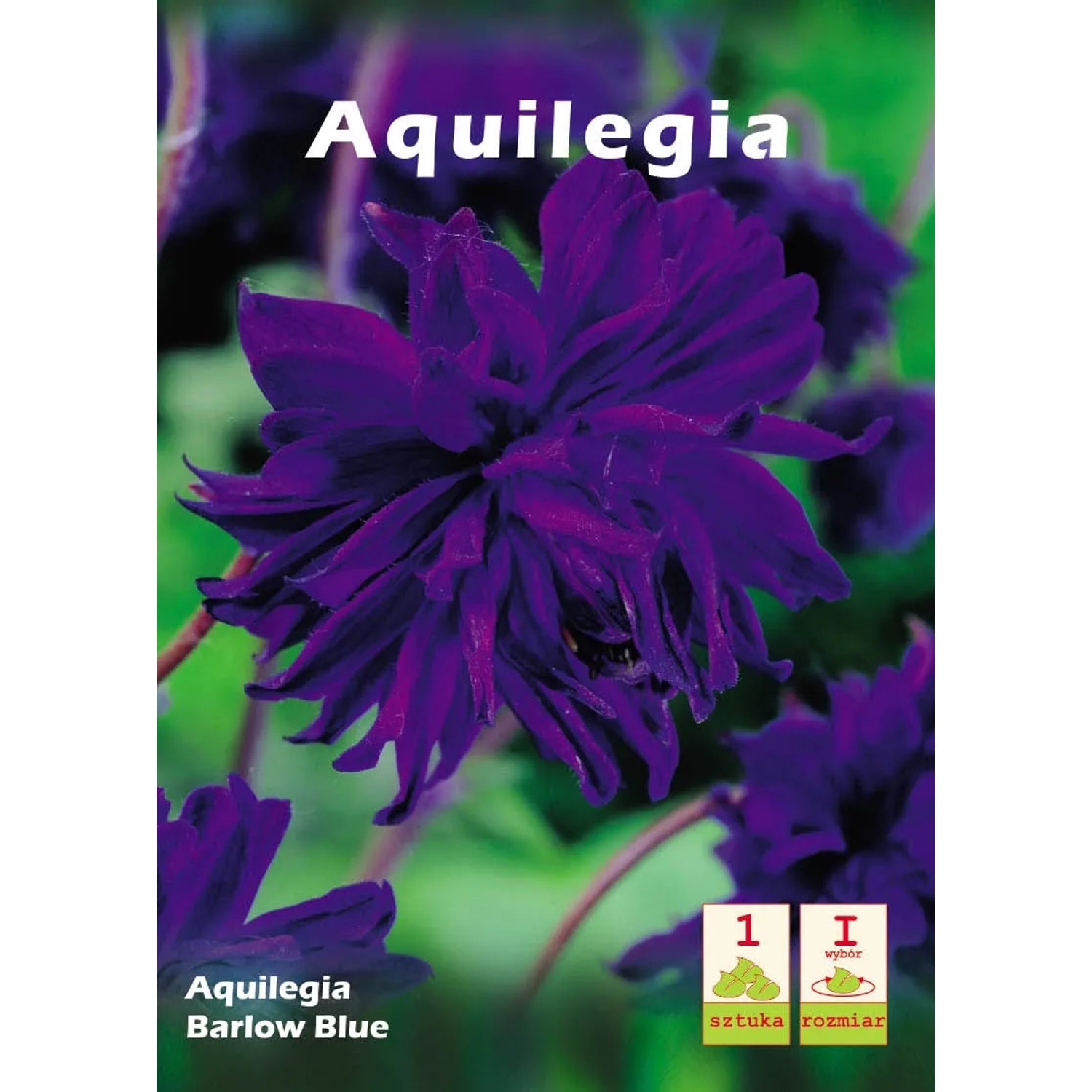 Aquilegia Barlow Blue 1szt