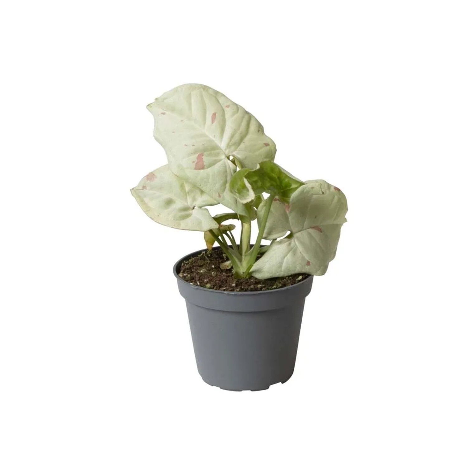 Syngonium Milk Konfetti - don. 6 cm