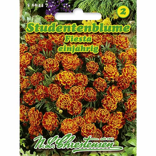 1 szt, Studentenblume Fiesta - Samen: Ilość w opakowaniu: 1 Stück