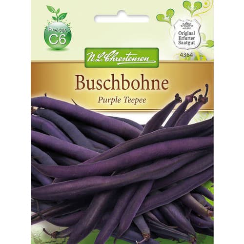 1 szt, Buschbohne Purple Teepee Chrestensen - Samen: Ilość w opakowaniu: 1 Stück