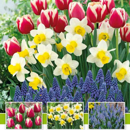 Tolles Angebot! Tulpe, Narzisse, Traubenhyazinthe, Set von 30 Knollen - Blumenzwiebeln: Ilość w opakowaniu: 30 Stück