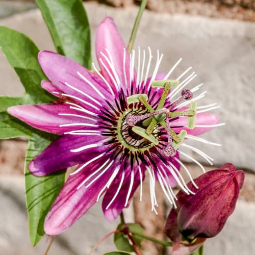 1 Pflanze(n), Passionsblume (Passiflora) Victoria - Setzlinge: Ilość w opakowaniu: 1 Pflanze(n)