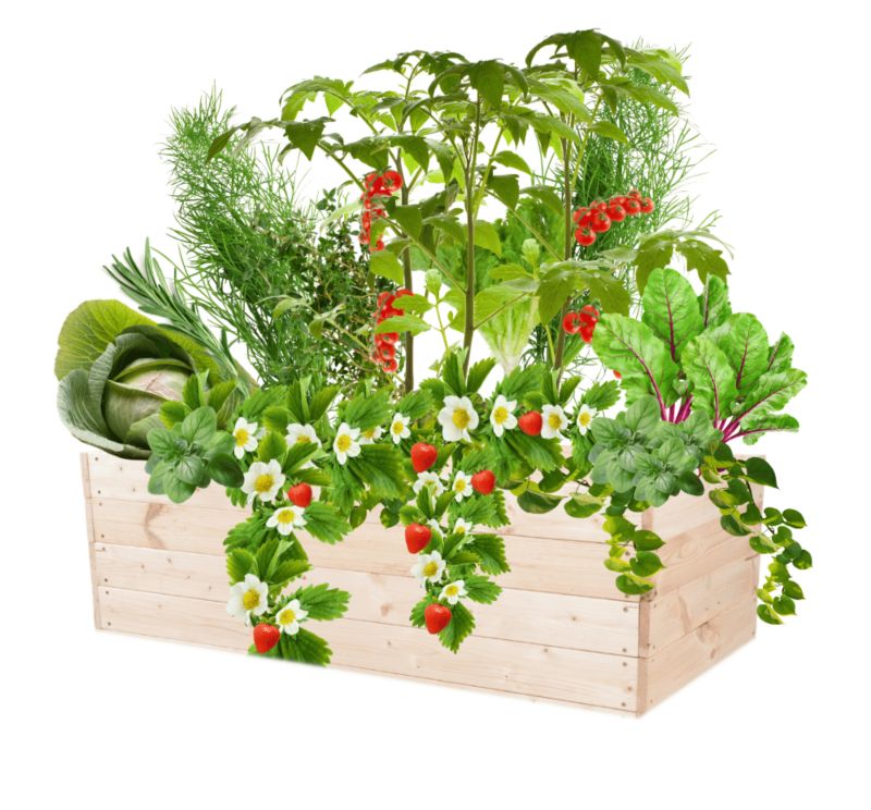 Warzywniak MODO24 grządka naturalne drewno 36x120x80 cm 1 szt.