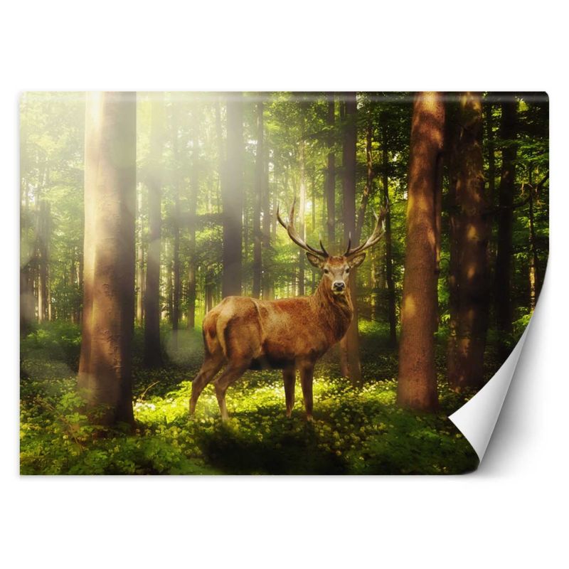 Fototapeta Feeby Jeleń w lesie 100x70 1 szt