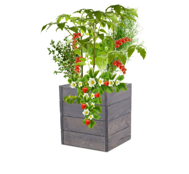 Warzywniak drewniany MODO24 grządka szara impregnacja 36x33x30 cm 1 szt.