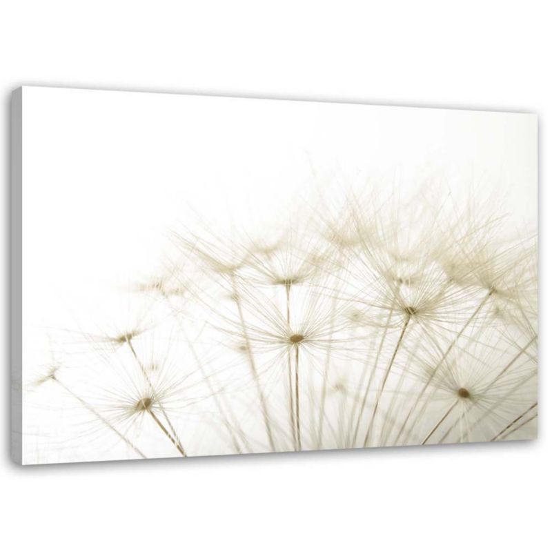 Obraz Feeby Dmuchawiec z bliska 60x40cm 1szt