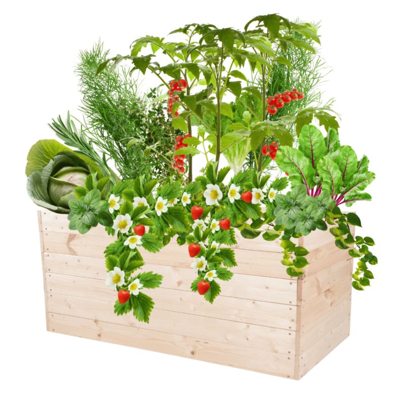 Warzywniak MODO24 grządka naturalne drewno 54x120x80 cm 1 szt.