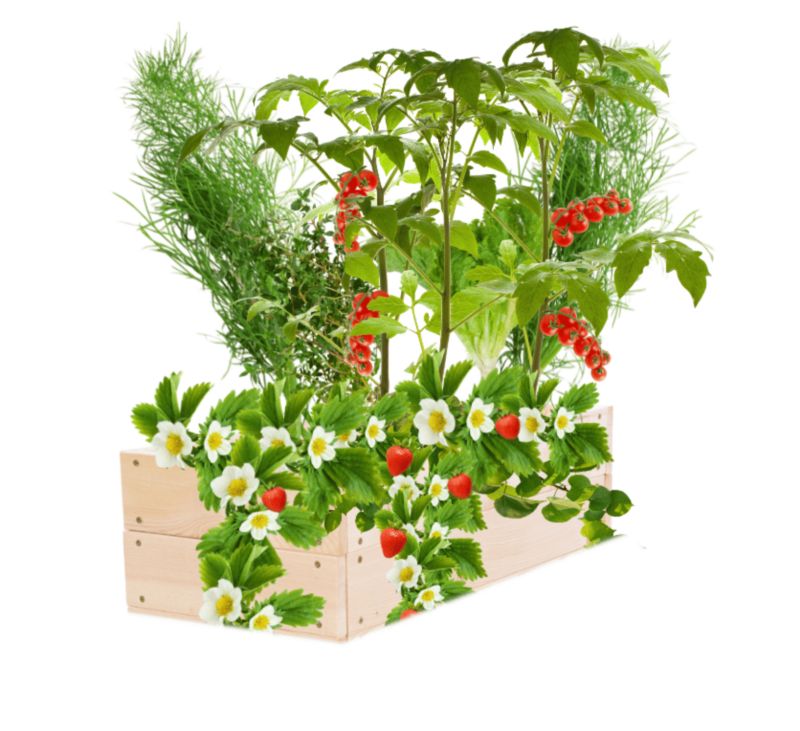 Skrzynia na warzywa MODO24 warzywniak drewniany 18x63x30 cm naturalne drewno 1 szt.